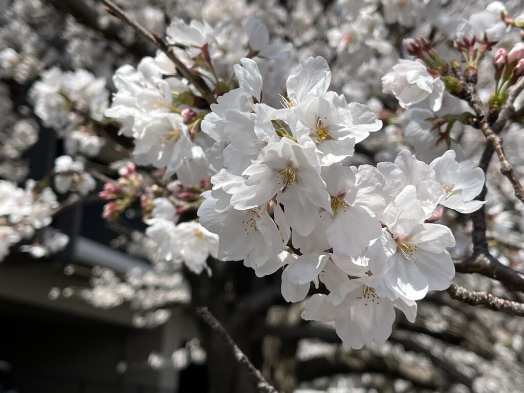 桜（アップ）