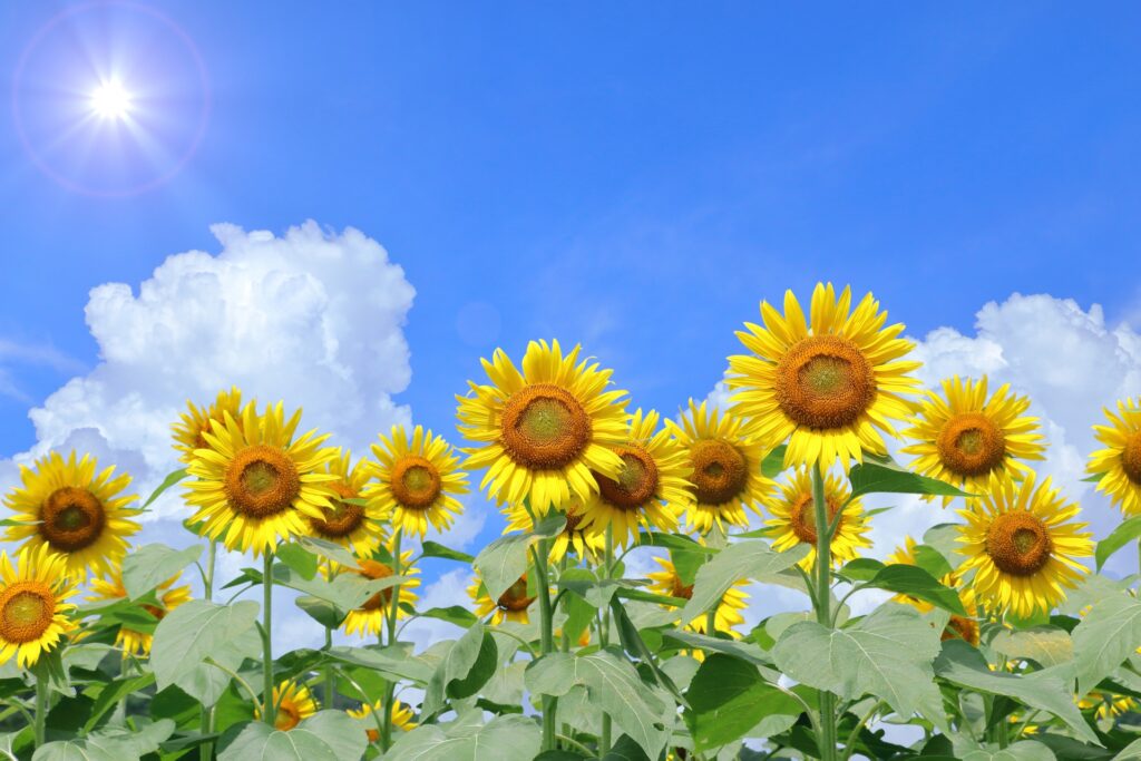 夏空（ひまわり）